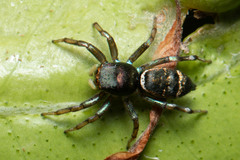 Cosmophasis thalassina