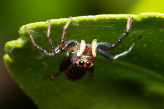 Cosmophasis thalassina