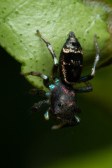 Cosmophasis thalassina