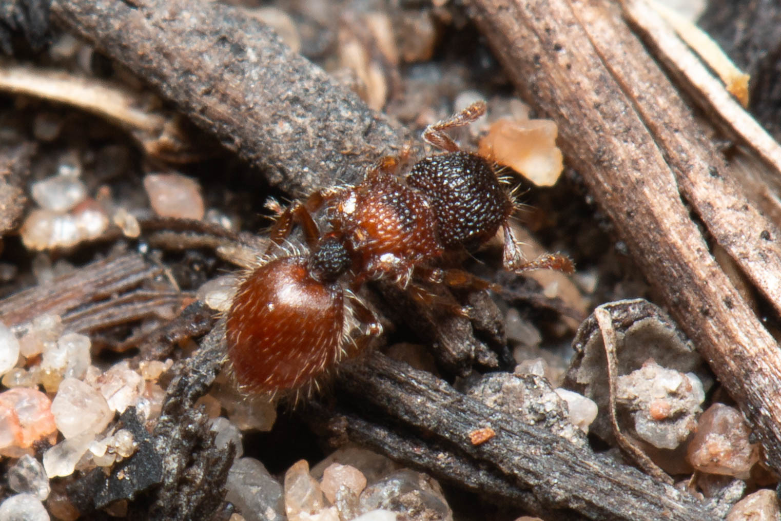 Meranoplus froggatti