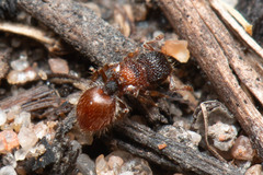 Meranoplus froggatti