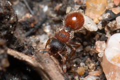 Meranoplus froggatti
