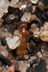 Pheidole rugosula