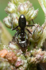 Iridomyrmex suchieri
