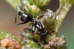 Iridomyrmex suchieri