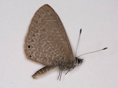 Pseudonacaduba sichela