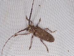 Prosopocera dejeani