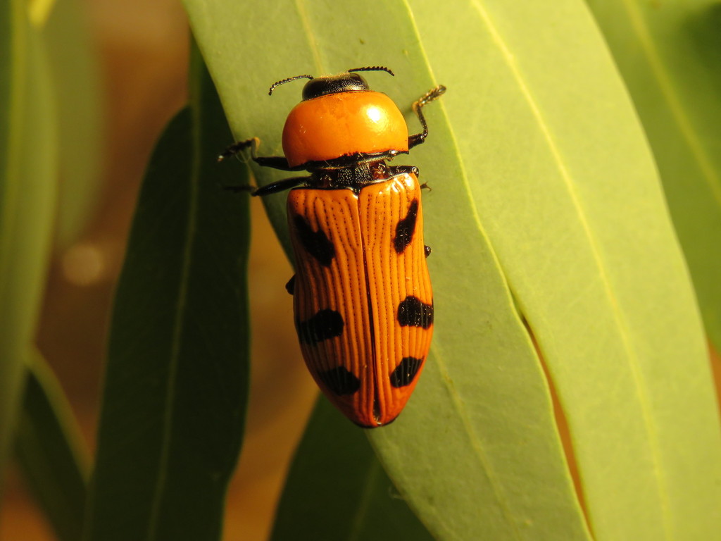 Temognatha martini