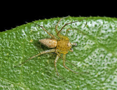 Oxyopes punctatus