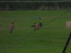 Streptopelia senegalensis