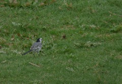 Motacilla alba