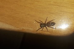 Leptorchestes berolinensis