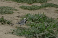 Motacilla alba