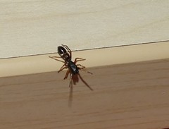 Leptorchestes berolinensis