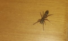 Leptorchestes berolinensis