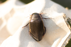 Dytiscus semisulcatus