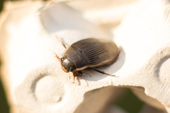 Dytiscus semisulcatus