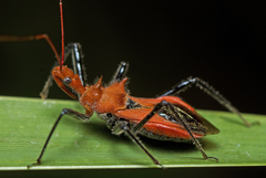 Gminatus wallengreni