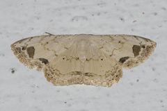 Scopula butleri