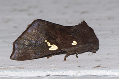 Gonoclostera aurosigna