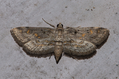 Parapoynx crisonalis