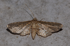 Picrostomastis inductalis