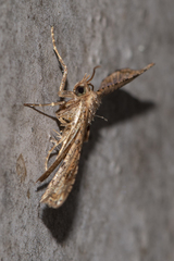 Picrostomastis inductalis