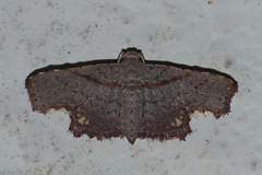 Niaccaba sumptualis