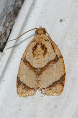 Adoxophyes moderatana