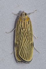 Tyspanodes linealis