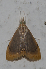 Lepidoplaga