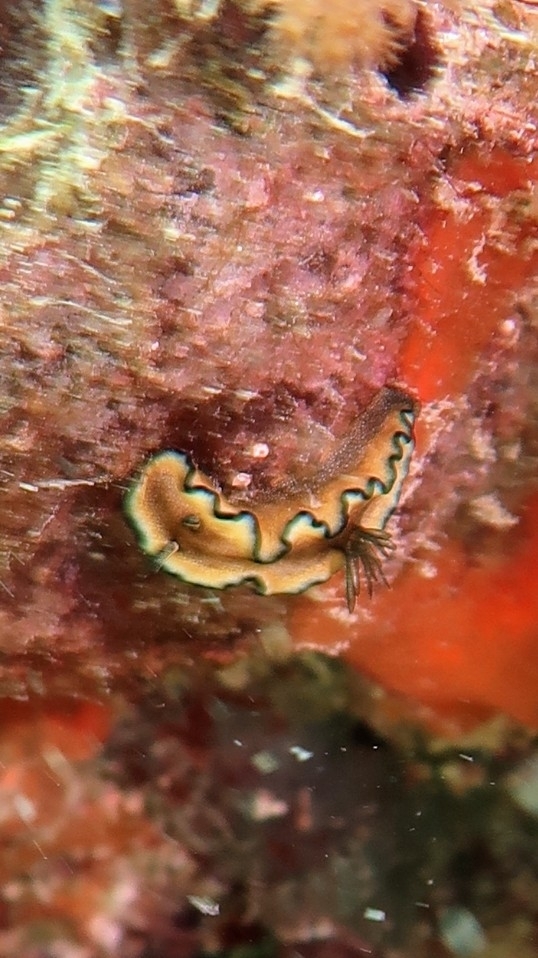 Doriprismatica plumbea