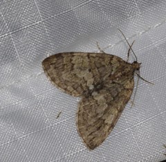 Hydriomena divisaria