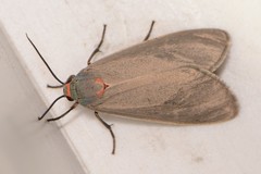 Pygarctia murina