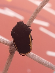 Gymnetis holosericea