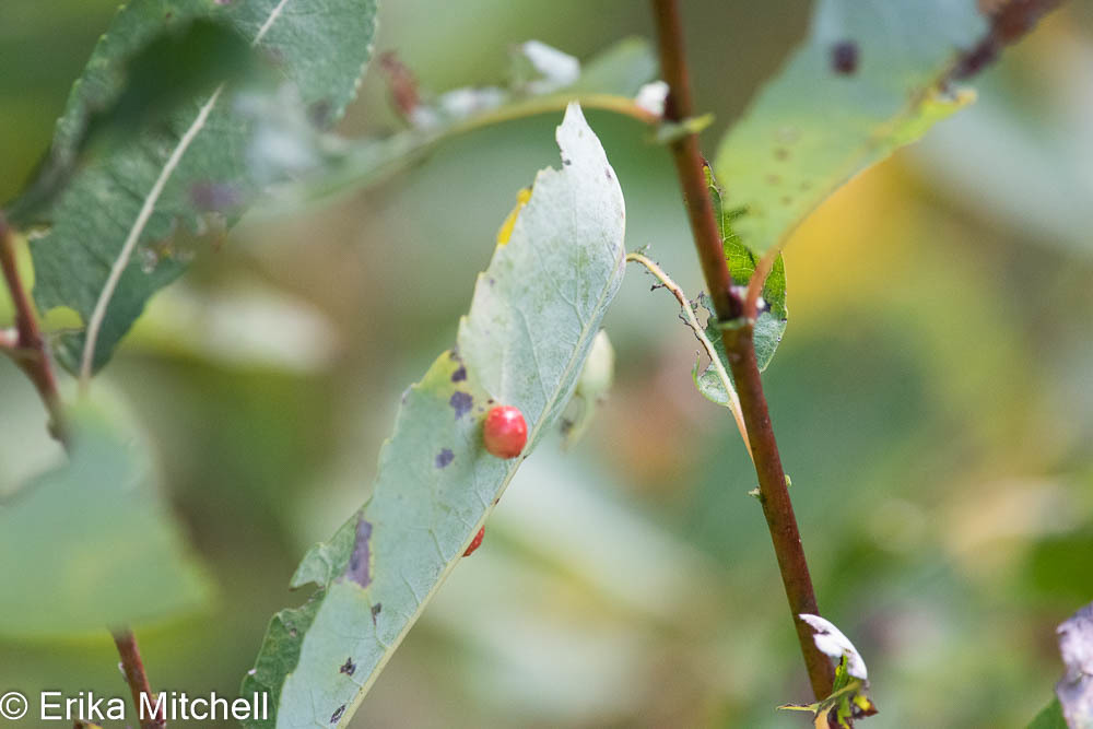 Euura salicispisum