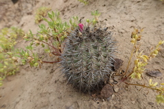 Eriosyce islayensis