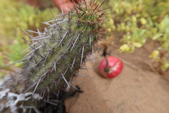 Haageocereus decumbens