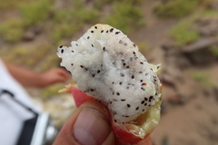 Haageocereus decumbens