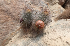 Trichocereeae