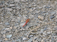 Sympetrum pallipes