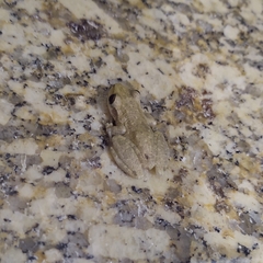Scinax x-signatus