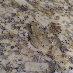 Scinax x-signatus