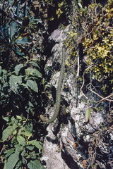 Trichocereus serpentinus