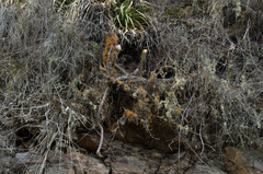 Trichocereus serpentinus