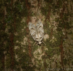 Barea nymphica