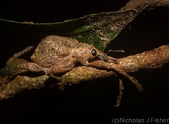 Eurychirus bituberculatus