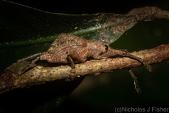 Eurychirus bituberculatus