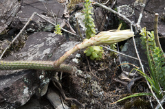Trichocereus serpentinus