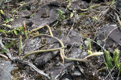 Trichocereus serpentinus
